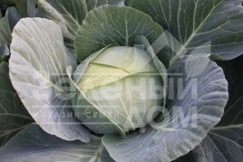 Семена капусты белокочанной ОТМ Квин F1 / Autumn Queen F1,75-80 дней купить оптом и в розницу в Украине по выгодной цене