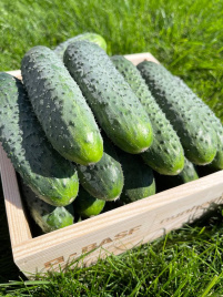 Насіння огірків Стентор F1 / Stentor F1 купити оптом і в роздріб в Україні за вигідною ціною