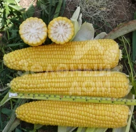 Семена кукурузы Леженд F1 / Legend F1,70-72 дня купить оптом и в розницу в Украине по выгодной цене