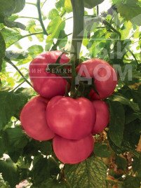 Насіння томатів Мануса F1 / Manusa F1,105-115 днів купити оптом і в роздріб в Україні за вигідною ціною