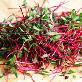Насіння мікрогрін Мікрогрін Мангольд червоний / Microgreen Mangold red купити оптом і в роздріб в Україні за вигідною ціною