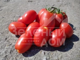 Семена томатов Рекордсмен F1 / Recordsman F1, 115-120 дней купить оптом и в розницу в Украине по выгодной цене