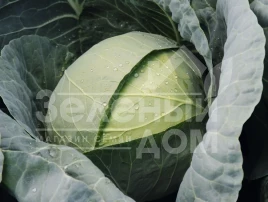 Семена капусты белокочанной Чекмейт F1 / Checkmate F1,67 дней купить оптом и в розницу в Украине по выгодной цене