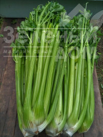 Насіння селери Паскаль Гігант / Pascal Giant,80-90 днів купити оптом і в роздріб в Україні за вигідною ціною