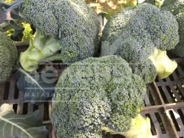 Семена капусты брокколи Корато F1 / Korato F1 купить оптом и в розницу в Украине по выгодной цене