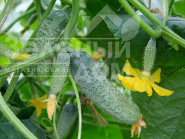 Насіння огірків Шакті F1 / Shakti F1,40-45 днів купити оптом і в роздріб в Україні за вигідною ціною