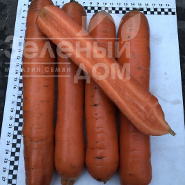 Насіння моркви Ніндзя F1 / Ninja F1, 105 днів купити оптом і в роздріб в Україні за вигідною ціною