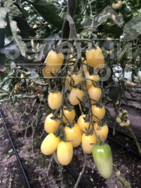 Насіння томатів Смарт F1 / Smart F1, 95 днів купити оптом і в роздріб в Україні за вигідною ціною