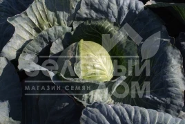 Семена капусты белокочанной Магион F1 / Magion F1,120-130 дней купить оптом и в розницу в Украине по выгодной цене