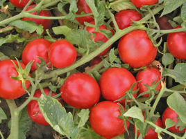 Насіння томатів Тереза F1 / Tereza F1,70-80 днів купити оптом і в роздріб в Україні за вигідною ціною