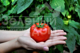 Насіння томатів Маско F1 / Masco F1,75 днів купити оптом і в роздріб в Україні за вигідною ціною