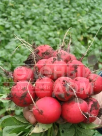 Семена редиса Фараон / Faraon,20-25 дней купить оптом и в розницу в Украине по выгодной цене