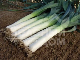 Лук порей Голет / Golet,155-165 дней купить оптом и в розницу в Украине по выгодной цене