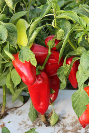 Насіння солодкого перцю Моноліт F1 / Monolit F1,75-80 днів купити оптом і в роздріб в Україні за вигідною ціною