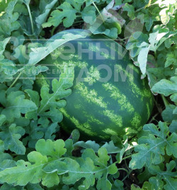 Насіння кавуна Брендон F1 / Brandon F1, 62-65 днів купити оптом і в роздріб в Україні за вигідною ціною