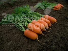 Насіння моркви Арон F1 / Aron F1,75-80 днів купити оптом і в роздріб в Україні за вигідною ціною