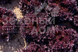 Насіння салату Скамандер / Scamander купити оптом і в роздріб в Україні за вигідною ціною