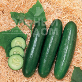 Насіння огірків Зена F1 / Zena F1, 38-42 дні купити оптом і в роздріб в Україні за вигідною ціною