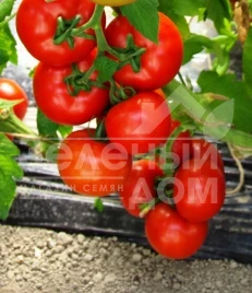 Семена томатов Аттия F1 / Attiya F1,105 дней купить оптом и в розницу в Украине по выгодной цене