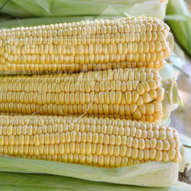 Насіння кукурудзи Страйк F1 (1525 F1) / Strayk F1 (1525 F1),72 дні купити оптом і в роздріб в Україні за вигідною ціною