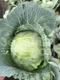 Семена капусты белокочанной Ботран F1 / Botran F1,83 дня купить оптом и в розницу в Украине по выгодной цене
