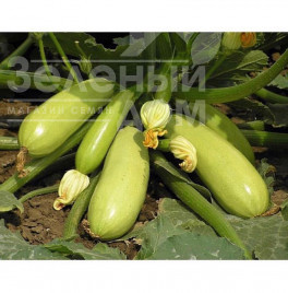 Насіння кабачків Іскандер F1 / Eskenderany F1,40-45 днів купити оптом і в роздріб в Україні за вигідною ціною