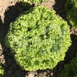 Семена салата Лозано / Lozano купить оптом и в розницу в Украине по выгодной цене