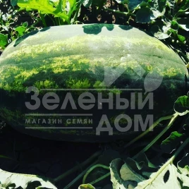 Семена арбуза Монро F1 (INX 1723) / Monro F1 (INX 1723),60-62 дня купить оптом и в розницу в Украине по выгодной цене