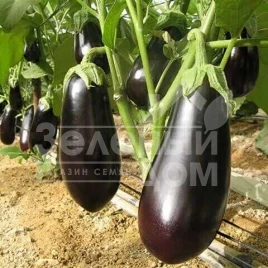 Семена баклажана Класик / Clasic,60-70  дней купить оптом и в розницу в Украине по выгодной цене