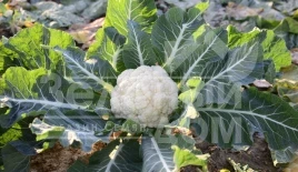 Семена капусты цветной СВ 5818 AC F1 / SV 5818 AC F1 купить оптом и в розницу в Украине по выгодной цене