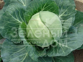 Семена капусты белокочанной Динамик F1 / Dynamic F1,60-65 дней купить оптом и в розницу в Украине по выгодной цене