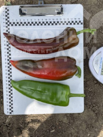 Насіння гіркого перцю Конік F1 / Konik F1, 60 днів купити оптом і в роздріб в Україні за вигідною ціною