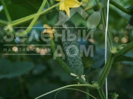 Семена огурцов Ронел F1 / Ronell F1 купить оптом и в розницу в Украине по выгодной цене