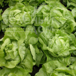 Насіння салату Меркуріон / Merkurion купити оптом і в роздріб в Україні за вигідною ціною