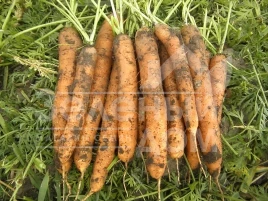 Семена моркови Джерада F1 / Jerada F1,100-110 дней купить оптом и в розницу в Украине по выгодной цене