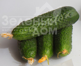 Насіння огірків Міміно F1 / Mimino F1,40-45 днів купити оптом і в роздріб в Україні за вигідною ціною
