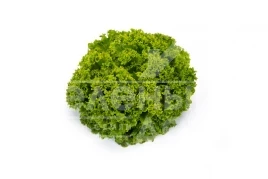 Семена салата Ландау / Landau купить оптом и в розницу в Украине по выгодной цене