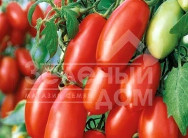 Семена томатов Улиссе F1 / Ulisse F1,65-70 дней купить оптом и в розницу в Украине по выгодной цене