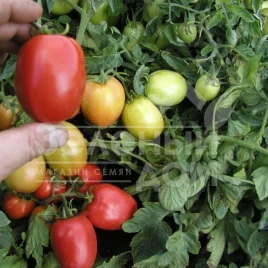 Семена томатов Орбит / Orbit,70-80 дней купить оптом и в розницу в Украине по выгодной цене