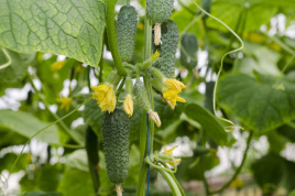 Насіння огірків Арктика F1 / Arcticа F1,33-40 днів купити оптом і в роздріб в Україні за вигідною ціною