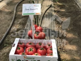 Семена томатов Пинк Джаз F1 / Pink Jazz F1,70-75 дней купить оптом и в розницу в Украине по выгодной цене