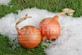 Лук репчатый Экстра Эрли Голд F1 / Extra Early Gold F1,240 дней купить оптом и в розницу в Украине по выгодной цене