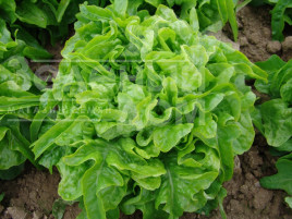 Насіння салату Дубачек / Dubachek,50-55 днів купити оптом і в роздріб в Україні за вигідною ціною