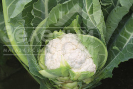 Насіння капусти цвітної Аероспейс F1 / Aerospace F1,70-75 днів купити оптом і в роздріб в Україні за вигідною ціною