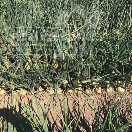 Насіння цибулі ріпчастої Техас Грано / Texaz Grano, 80-85 днів купити оптом і в роздріб в Україні за вигідною ціною