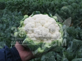 Семена капусты цветной Фарго F1 / Fargo F1,82 дня купить оптом и в розницу в Украине по выгодной цене