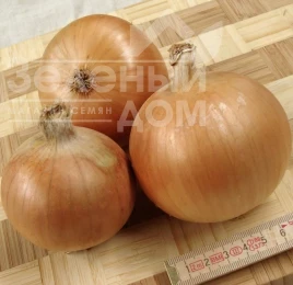 Лук репчатый Болеро F1 / Bolero F1, 123-128 дней купить оптом и в розницу в Украине по выгодной цене