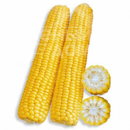 Насіння кукурудзи Рання Насолода F1 / Rannee Naslazhdenie F1,68 днів купити оптом і в роздріб в Україні за вигідною ціною