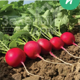 Насіння редису Пепіто F1 / Pepito F1, 22-25 днів купити оптом і в роздріб в Україні за вигідною ціною