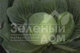 Семена капусты белокочанной Закапа F1 / Zacapa F1,140 дней купить оптом и в розницу в Украине по выгодной цене